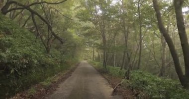 Sisli orman yolu yürüyüşü