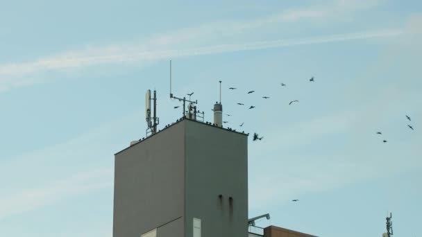 Стая черных птиц кружит в городе — стоковое видео
