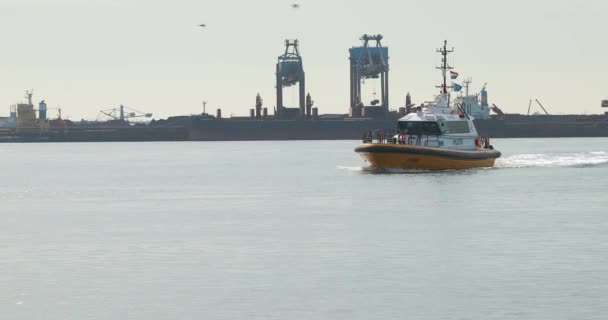 Pilot boot in de haven van rotterdam — Stockvideo