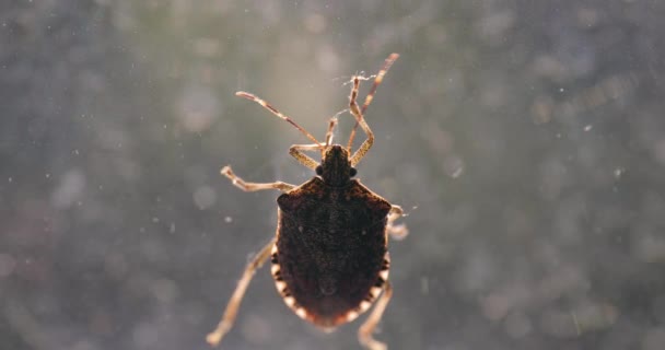 Вонючий жук крупным планом на окне — стоковое видео