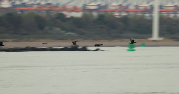 Kormorane fliegen über Rotterdams Wasserstraße — Stockvideo