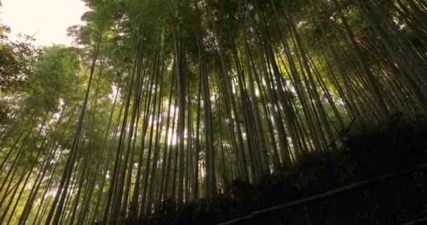 Bosque de bambú de Kioto — Vídeos de Stock