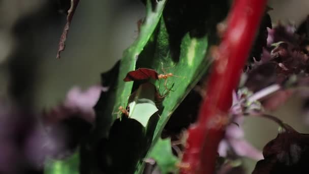 Leafcutter ants at work — Stock Video