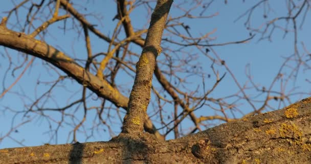 Tronc d'arbre dans une forêt — Video