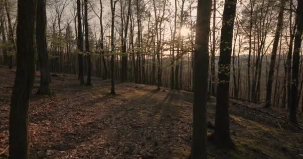 Orman bahar yürüyüşü — Stok video