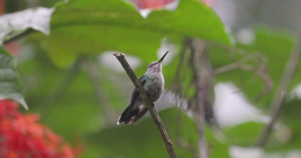 Colibri sedí na větvi a odlétá. — Stock video