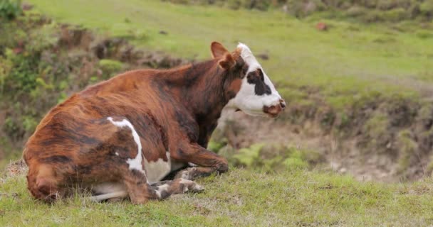 Vaca pastando em um campo de montanha — Vídeo de Stock