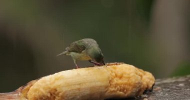 Yağmur ormanındaki küçük tropikal kuşlar, kırmızı bacaklı bal sürüngeni.
