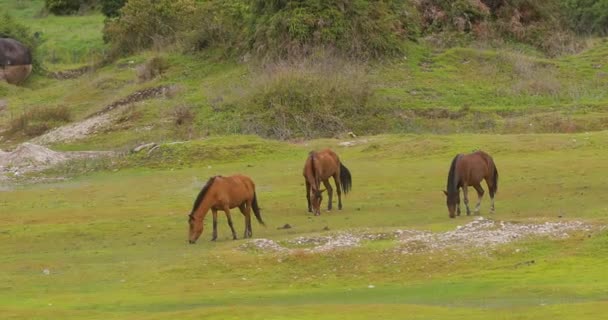 Άλογα βόσκησης σε πράσινα λιβάδια — Αρχείο Βίντεο