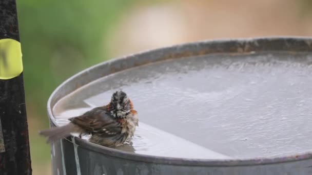 Su birikintisinde küçük bir kuş — Stok video