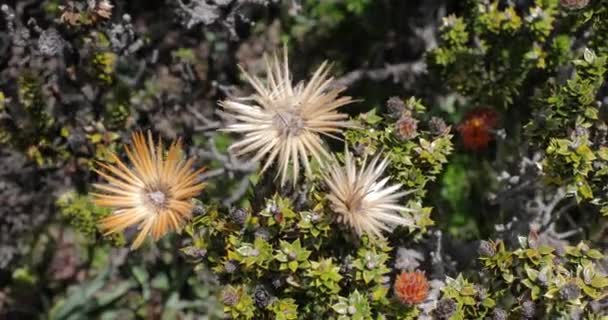 Gentian blomma i brisen — Stockvideo