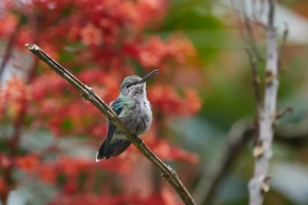 Colibri karmienia z kwiatów w lesie deszczowym — Zdjęcie stockowe