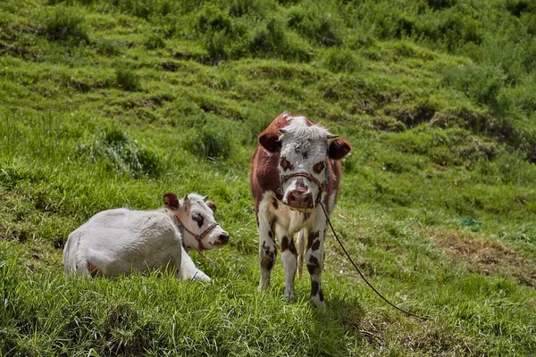 एक मेंढपाळ वर गाय — स्टॉक फोटो, इमेज