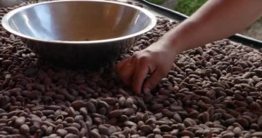 Kakao çekirdekleri elle toplanır