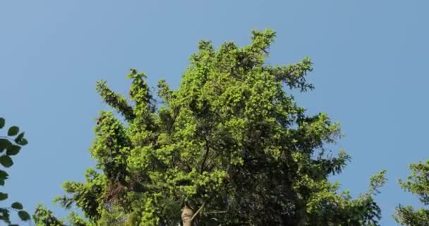 Albero di pino in cima al vento — Video Stock