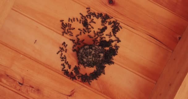 Insect nest under roof, small wasps — Stock video