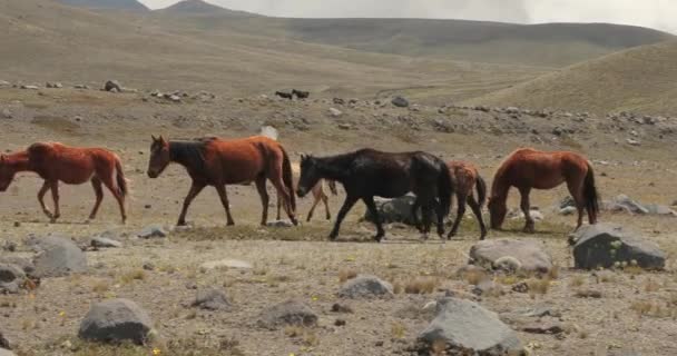 Paarden wandelen rond op ruig landschap — Stockvideo