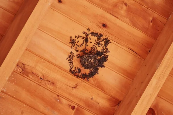Nid d'insectes sous le toit, petites guêpes — Photo