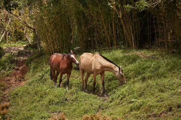 Horse grazing on a field — Stock Photo, Image