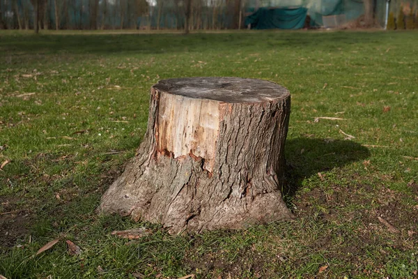 En stubbe från ett hackat träd — Stockfoto