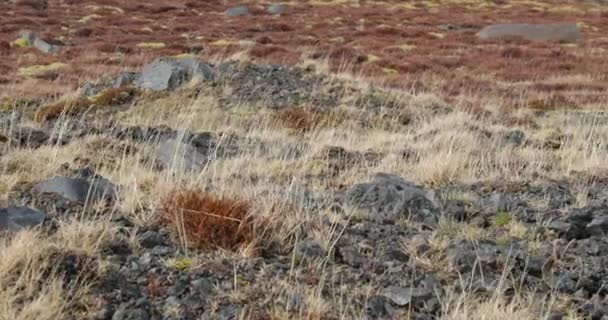 Rüzgar İzlanda bitkilerde taşıma — Stok video