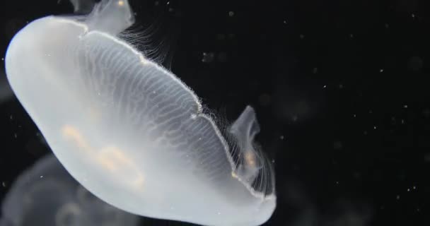 水母漂移背景 — 图库视频影像
