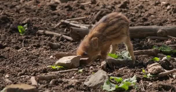 Porcellino di cinghiale — Video Stock