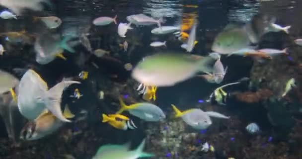 Peces nadando bajo el agua — Vídeos de Stock