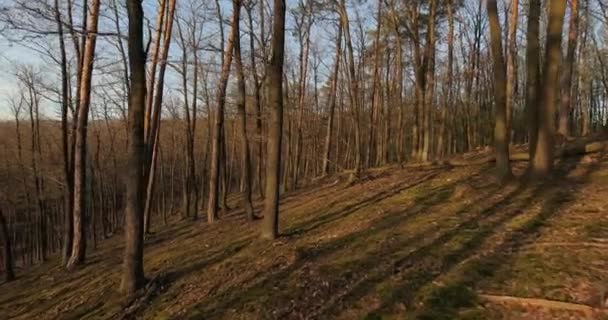 Passeio de primavera florestal — Vídeo de Stock