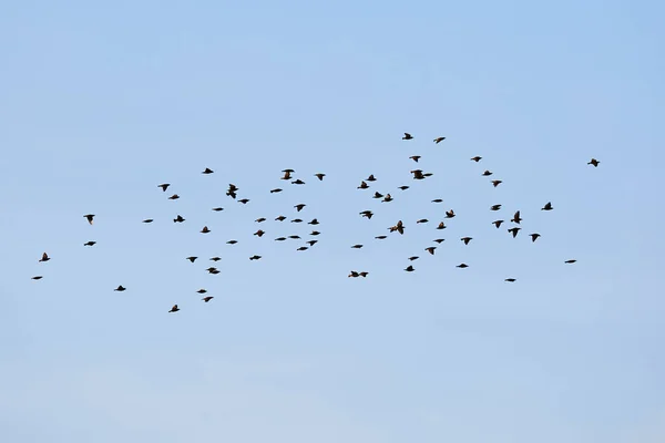 Pássaros voando no céu nublado — Fotografia de Stock