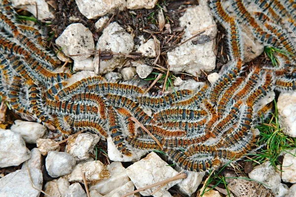 Sürü halinde sürünen tırtıllar. — Stok fotoğraf