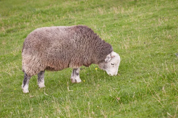 RAM op een weide grazen — Stockfoto