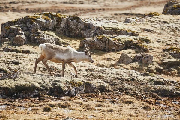 İzlanda 'da yaşayan ren geyikleri — Stok fotoğraf