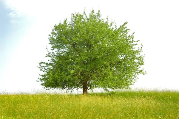 Δέντρο σε χωράφι — Φωτογραφία Αρχείου