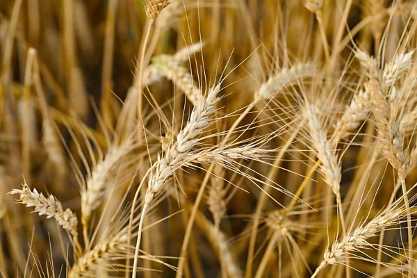 Detalles del campo de trigo —  Fotos de Stock