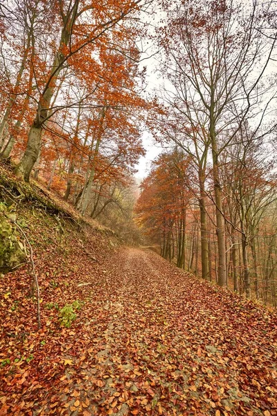 Herfstbospad — Stockfoto