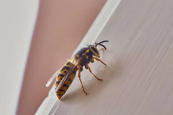 Beyaz arkaplanda eşek arısı — Stok fotoğraf