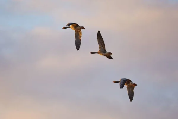 Ganzen glying bij zonsondergang — Stockfoto