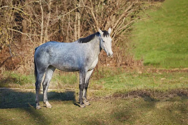 Häst på åkermark — Stockfoto
