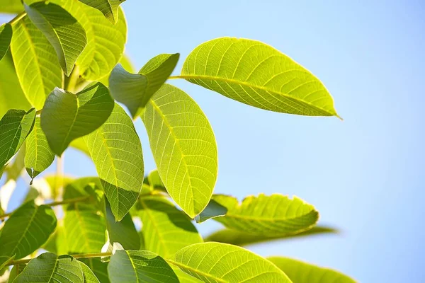 Hojas verdes de primavera —  Fotos de Stock