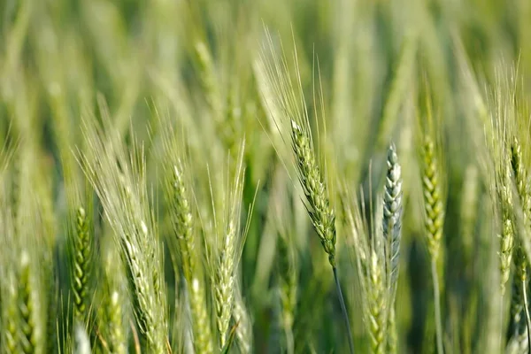 Detailní záběr pšeničného pole — Stock fotografie