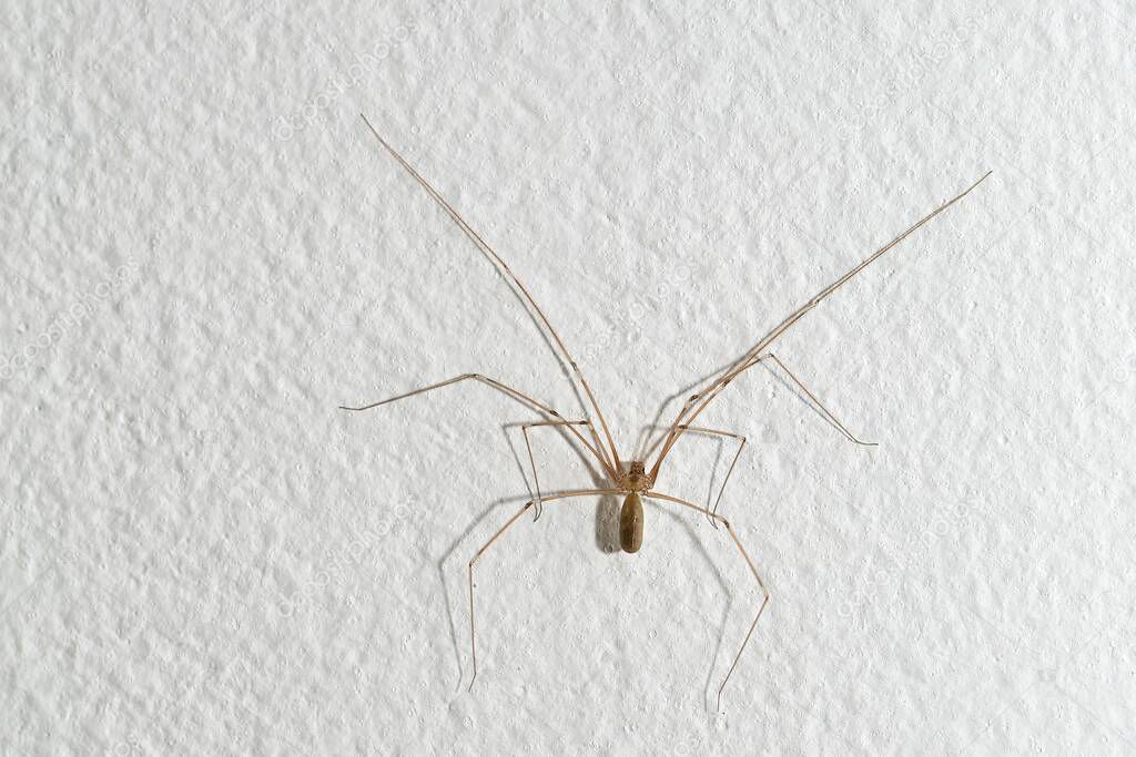 Spider on the wall