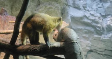 Uzun burunlu Coati.