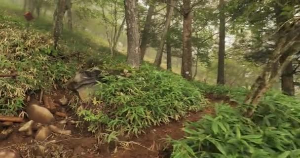 Caminata de montaña en niebla y niebla — Vídeos de Stock