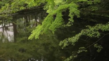 Japon parkında göl ve ağaçlar