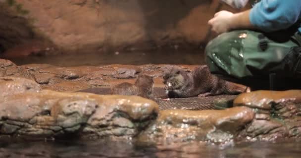 Otter etende vissen — Stockvideo