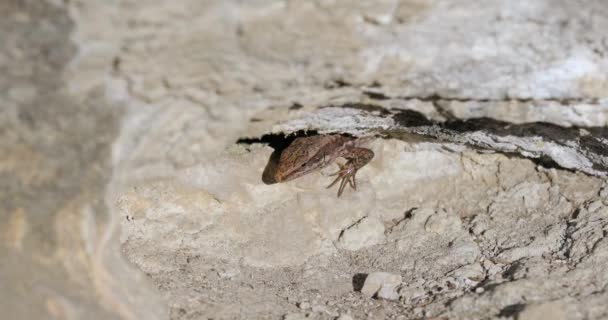 Lagarto em um penhasco — Vídeo de Stock