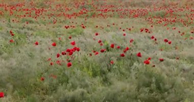 Grass and poopy flowers in breeze