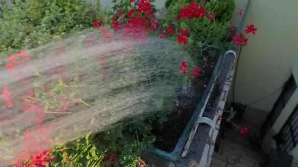 Podlewanie roślin w ogrodzie — Wideo stockowe