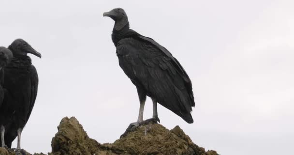 Black vultures on a cliff — Stock Video